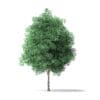 Green Ash Tree 3D Model 5.4m - Image 7