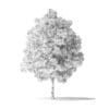 Green Ash Tree 3D Model 5.4m - Image 8