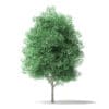 North American Trees 3D Models Collection - Volume 120 - Image 20