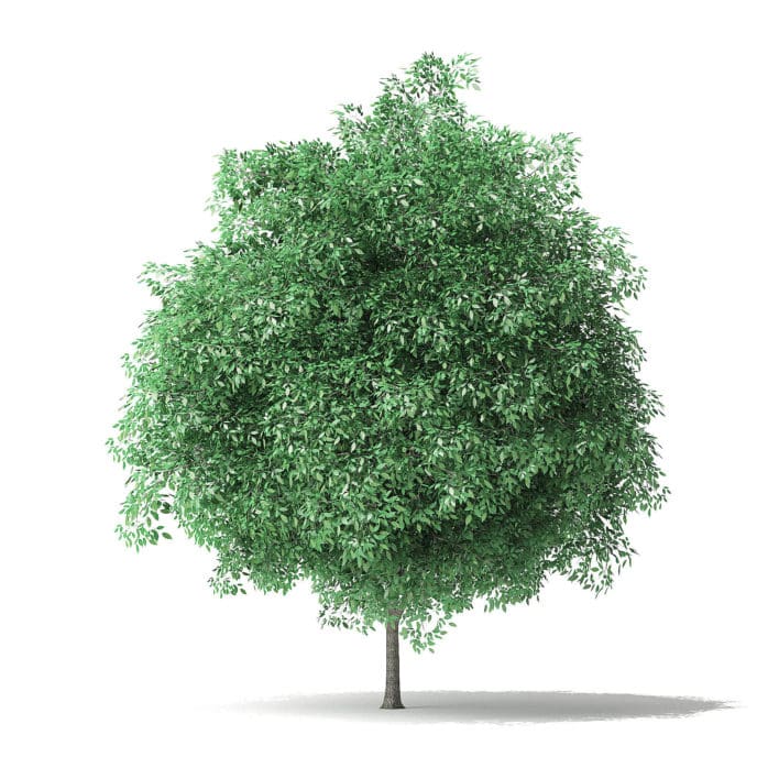 Green Ash Tree 3D Model 4.9m