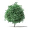 North American Trees 3D Models Collection - Volume 120 - Image 21