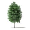 North American Trees 3D Models Collection - Volume 120 - Image 22