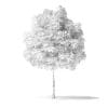 White Ash Tree 3D Model 3m - Image 2