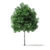 White Ash Tree 3D Model 3m - Image 3