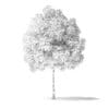 White Ash Tree 3D Model 3m - Image 4