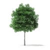 White Ash Tree 3D Model 3m - Image 5
