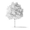 White Ash Tree 3D Model 3m - Image 6