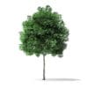 White Ash Tree 3D Model 3m - Image 7
