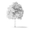 White Ash Tree 3D Model 3m - Image 8