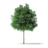 North American Trees 3D Models Collection - Volume 120 - Image 23