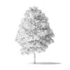 White Ash Tree 3D Model 4.2m - Image 2