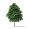 White Ash Tree 3D Model 4.2m - Image 3