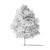 White Ash Tree 3D Model 4.2m - Image 4