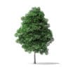 White Ash Tree 3D Model 4.2m - Image 5