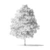 White Ash Tree 3D Model 4.2m - Image 6