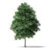 North American Trees 3D Models Collection - Volume 120 - Image 24