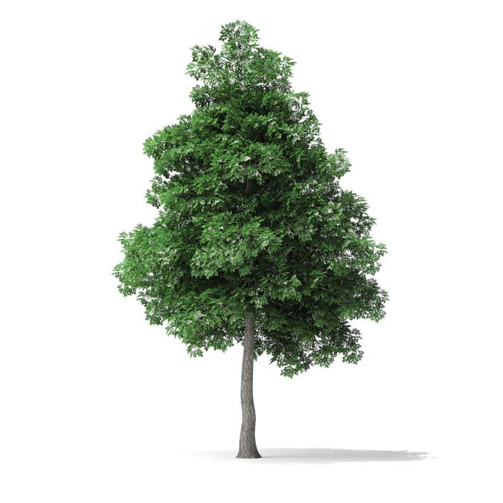White Ash Tree 3D Model 6m