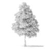 White Ash Tree 3D Model 6m - Image 2