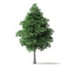 White Ash Tree 3D Model 6m - Image 3