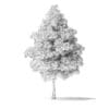 White Ash Tree 3D Model 6m - Image 4