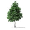 White Ash Tree 3D Model 6m - Image 5