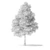 White Ash Tree 3D Model 6m - Image 6