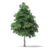 North American Trees 3D Models Collection - Volume 120 - Image 25