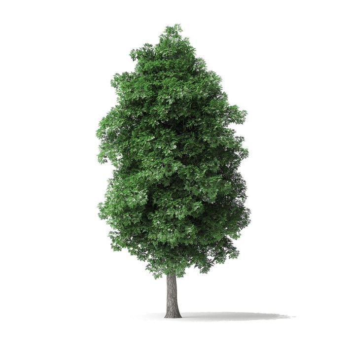 White Ash Tree 3D Model 7.8m