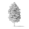White Ash Tree 3D Model 7.8m - Image 2