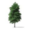 White Ash Tree 3D Model 7.8m - Image 3