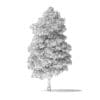 White Ash Tree 3D Model 7.8m - Image 4