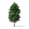 White Ash Tree 3D Model 7.8m - Image 5