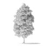 White Ash Tree 3D Model 7.8m - Image 6