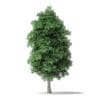 North American Trees 3D Models Collection - Volume 120 - Image 26