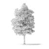 White Ash Tree 3D Model 7.4m - Image 2