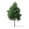 White Ash Tree 3D Model 7.4m - Image 3