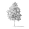 White Ash Tree 3D Model 7.4m - Image 4
