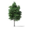 White Ash Tree 3D Model 7.4m - Image 5