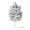 White Ash Tree 3D Model 7.4m - Image 6