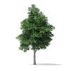 White Ash Tree 3D Model 7.4m - Image 7