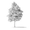 White Ash Tree 3D Model 7.4m - Image 8