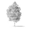 White Ash Tree 3D Model 9m - Image 2