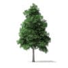 White Ash Tree 3D Model 9m - Image 3