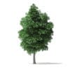 White Ash Tree 3D Model 9m - Image 5