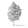 White Ash Tree 3D Model 9m - Image 6