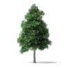 White Ash Tree 3D Model 9m - Image 7