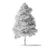 White Ash Tree 3D Model 9m - Image 8