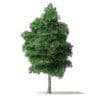 North American Trees 3D Models Collection - Volume 120 - Image 28