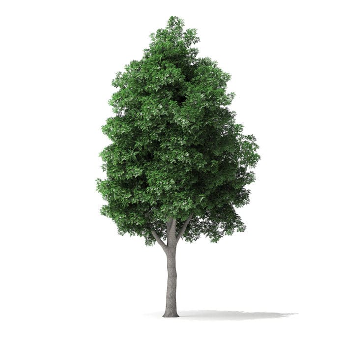 White Ash Tree 3D Model 9.8m