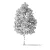 White Ash Tree 3D Model 9.8m - Image 2
